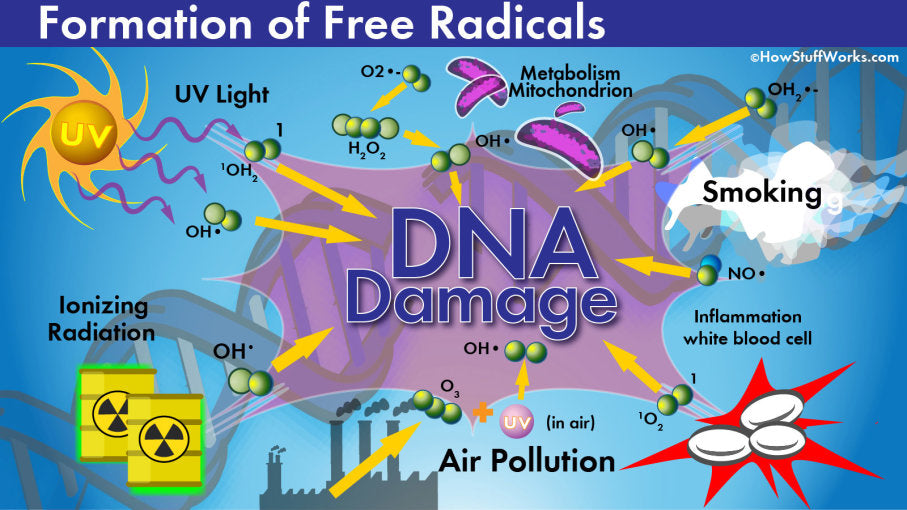 Why we love antoxidants, why free radicals don’t, and why you should care